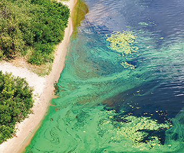 CYANOSERVICES project